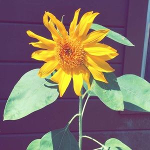 Meet your Posher, Lennet